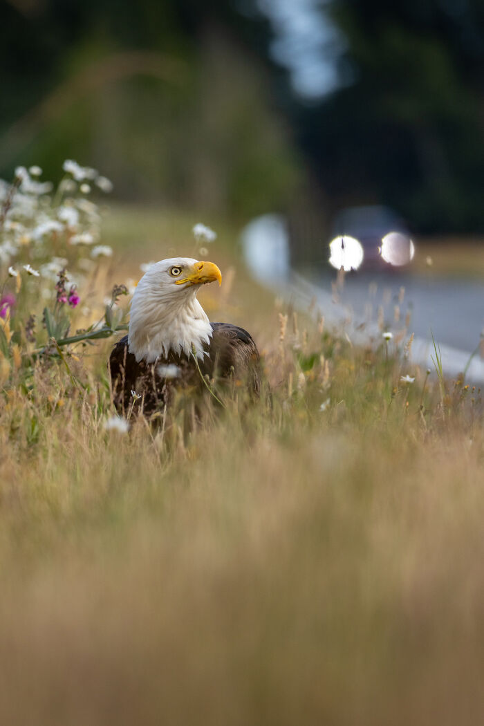 A majestic Bald Eagle in tall grass near a road, an Audubon Photography Awards winner.