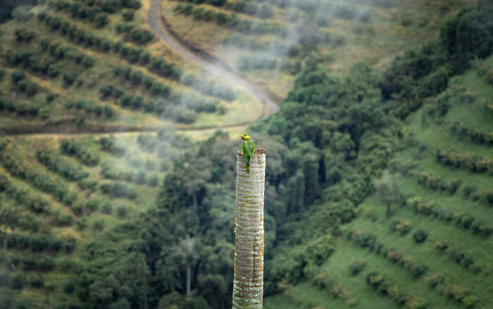 Audubon Photography Awards winner: a small green bird perched on a tall tree trunk, overlooking a vast, misty green landscape.