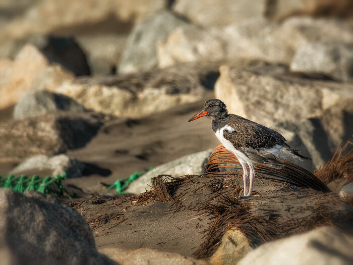 Audubon Photography Awards winner: an American Oystercatcher bird stands on rocky terrain, highlighting wildlife photography.