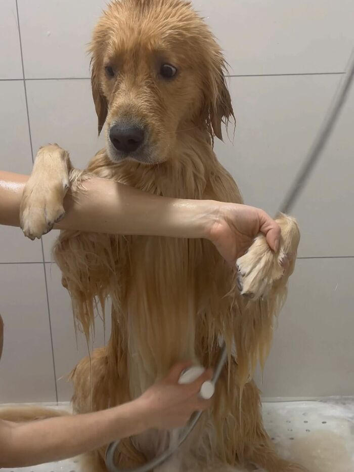 Cute-Dog-Bath-Pictures