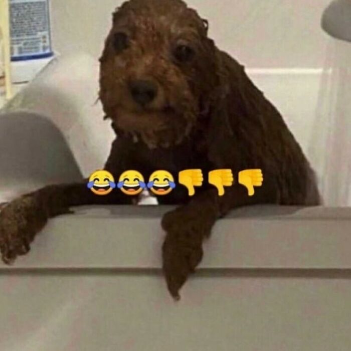 Cute-Dog-Bath-Pictures