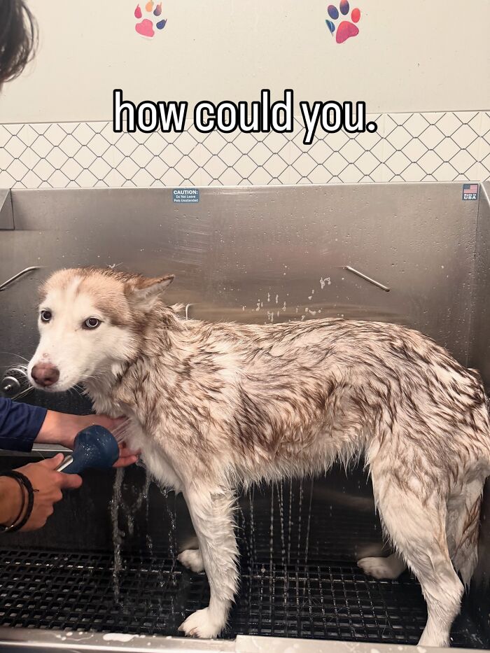 Cute-Dog-Bath-Pictures