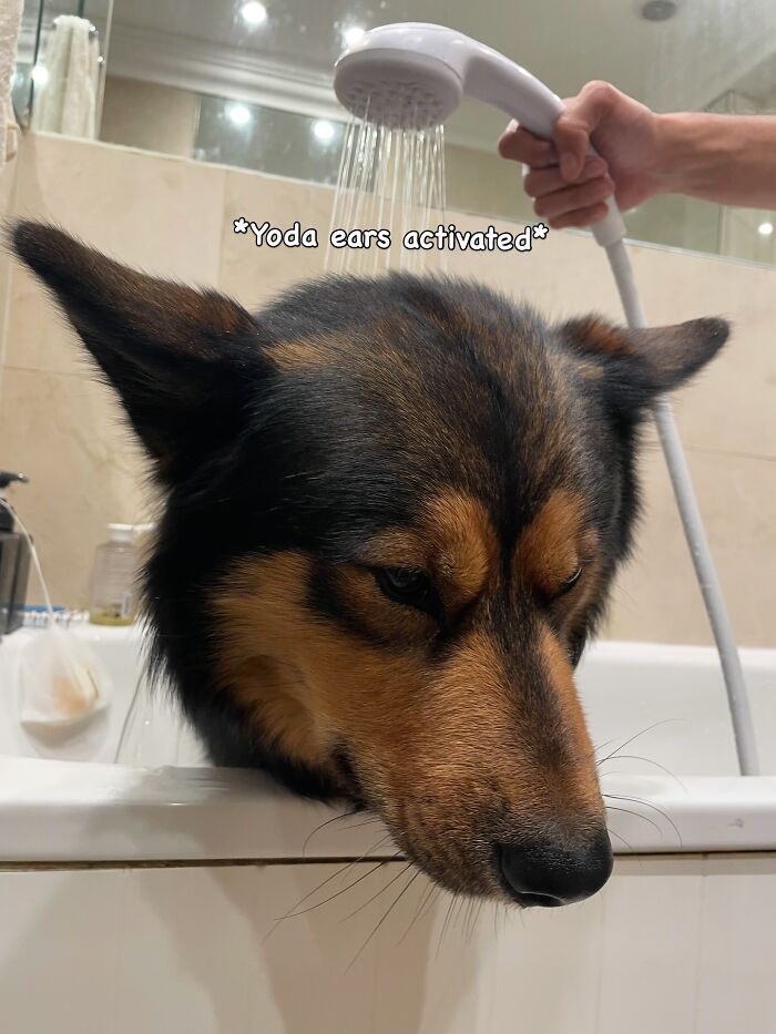 Cute-Dog-Bath-Pictures