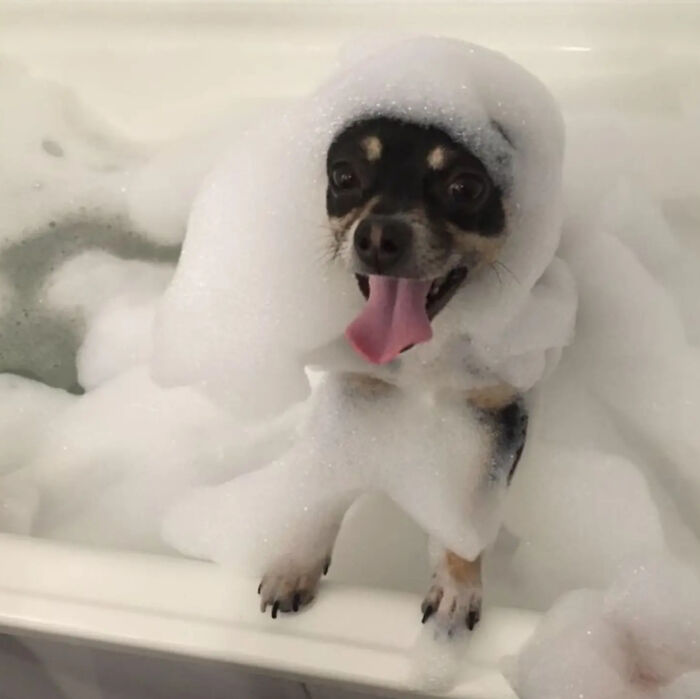 Cute-Dog-Bath-Pictures