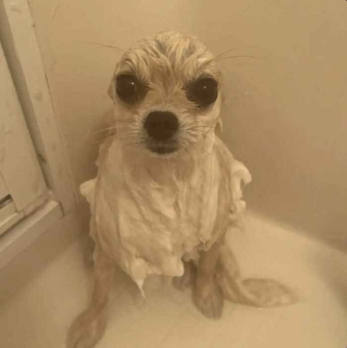 Cute-Dog-Bath-Pictures
