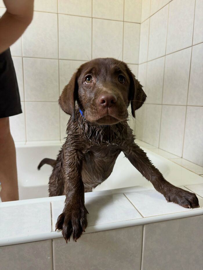 Cute-Dog-Bath-Pictures