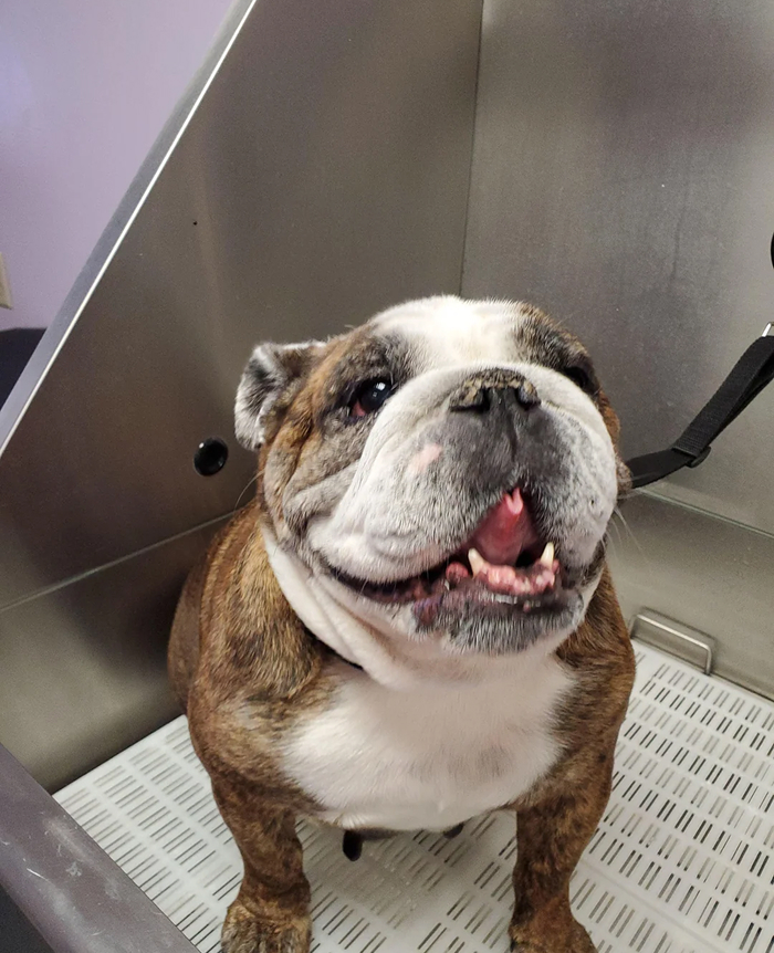 Cute-Dog-Bath-Pictures