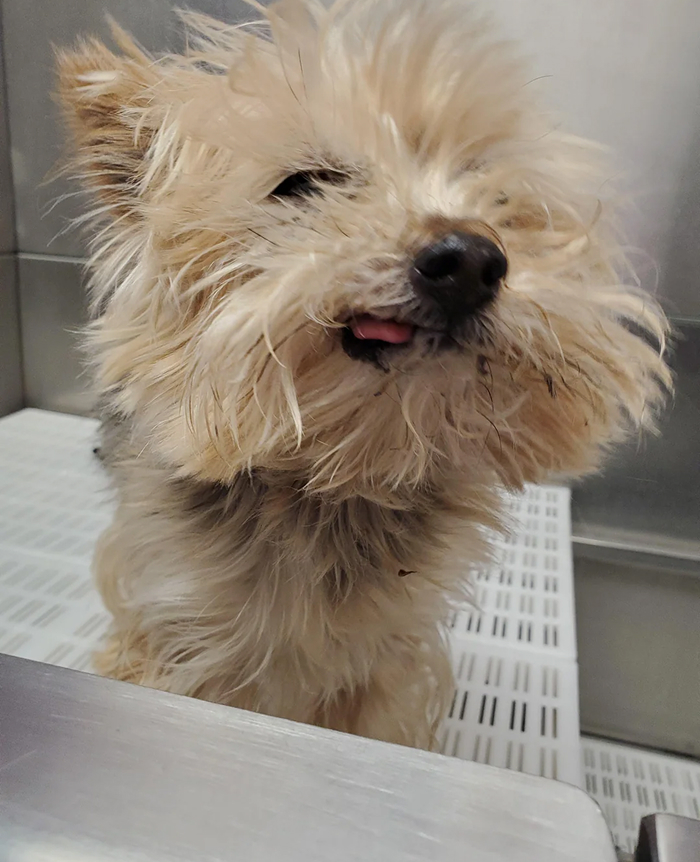 Cute-Dog-Bath-Pictures