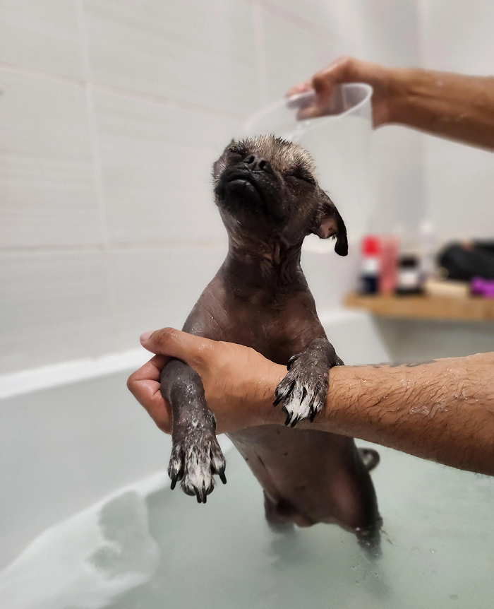 Cute-Dog-Bath-Pictures