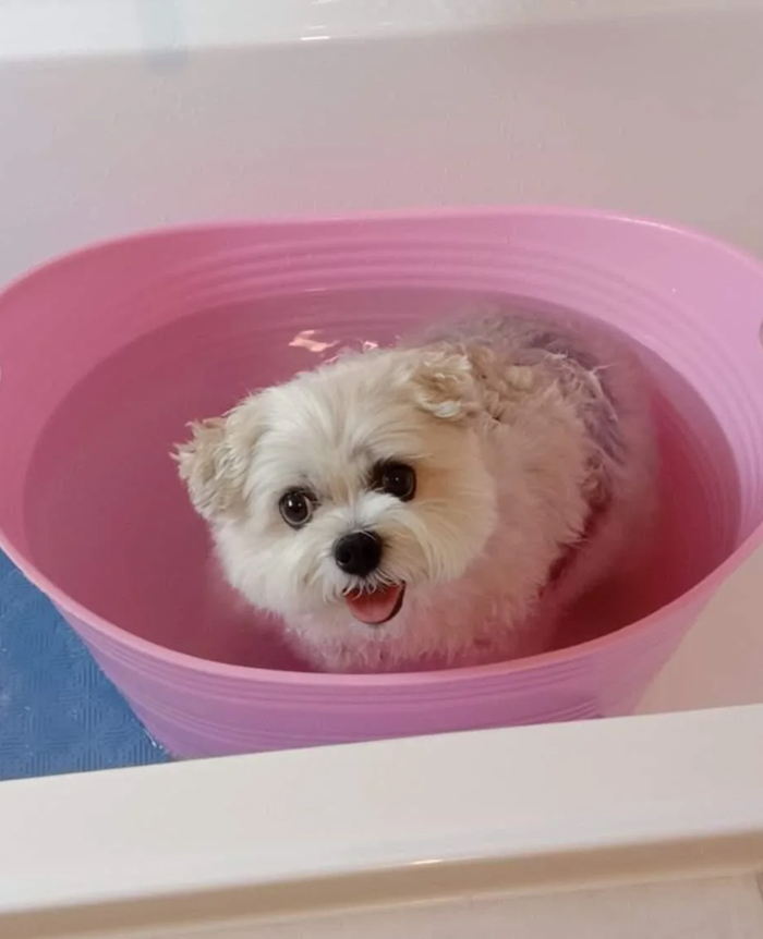 Cute-Dog-Bath-Pictures