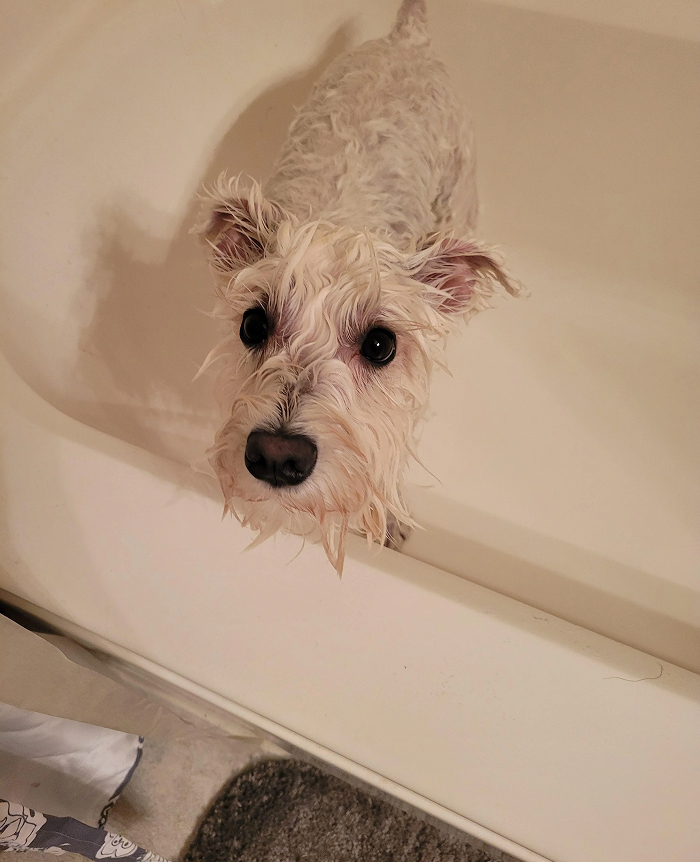 Cute-Dog-Bath-Pictures