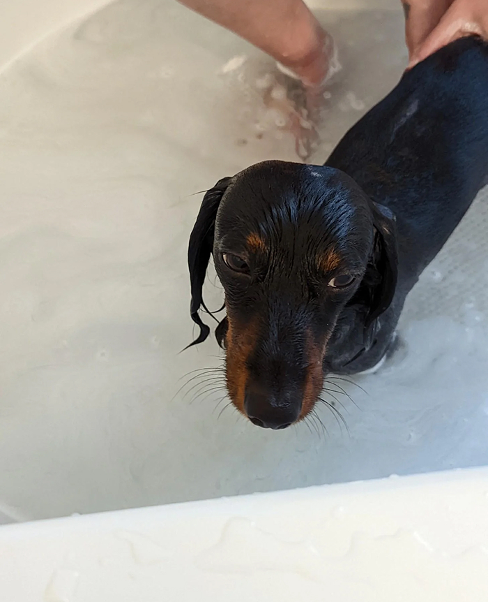 Cute-Dog-Bath-Pictures