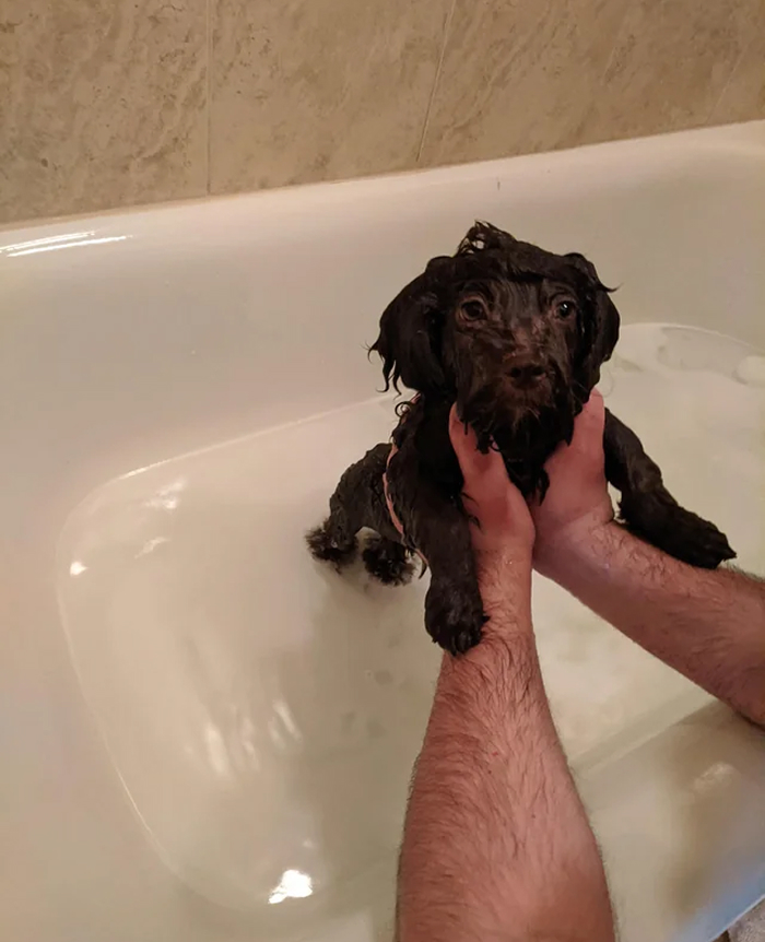 Cute-Dog-Bath-Pictures