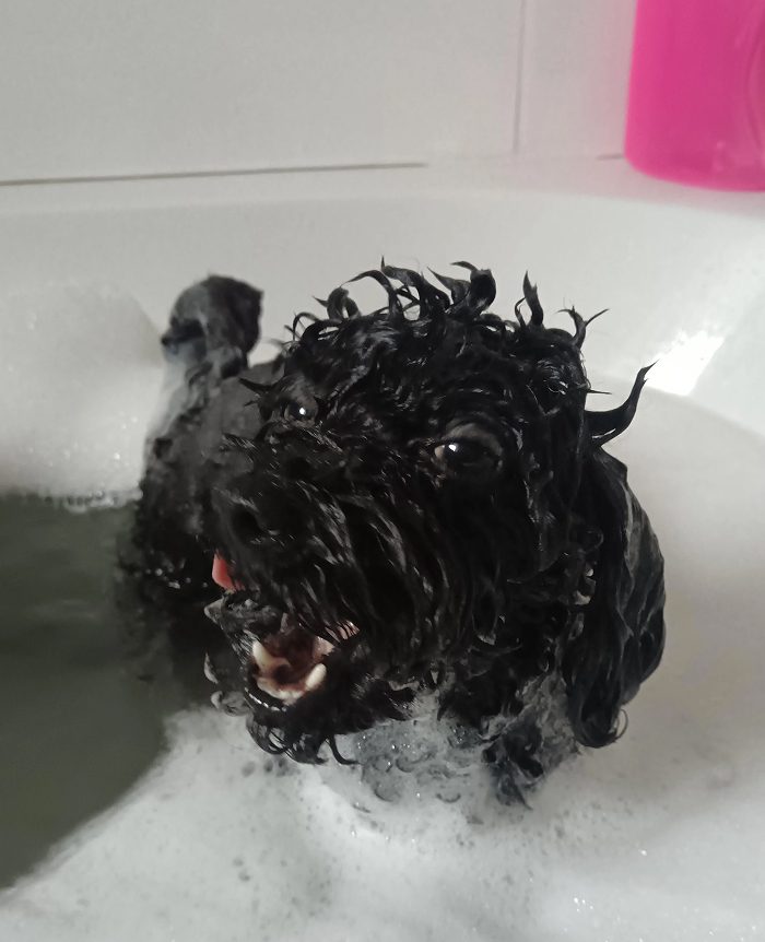 Cute-Dog-Bath-Pictures