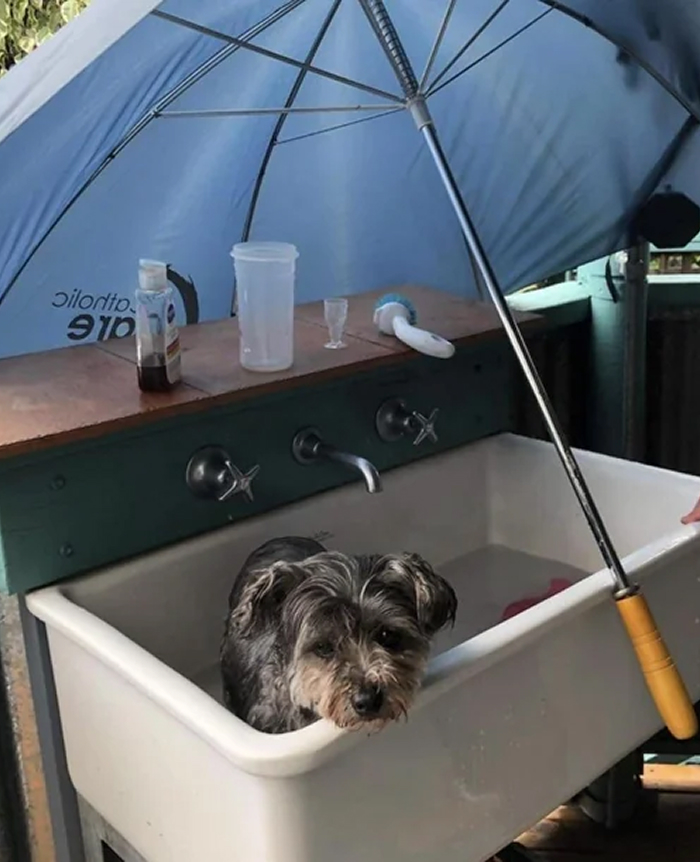 Cute-Dog-Bath-Pictures