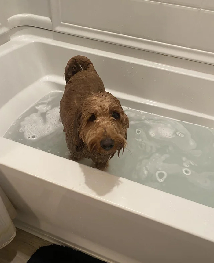 Cute-Dog-Bath-Pictures