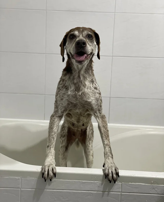 Cute-Dog-Bath-Pictures