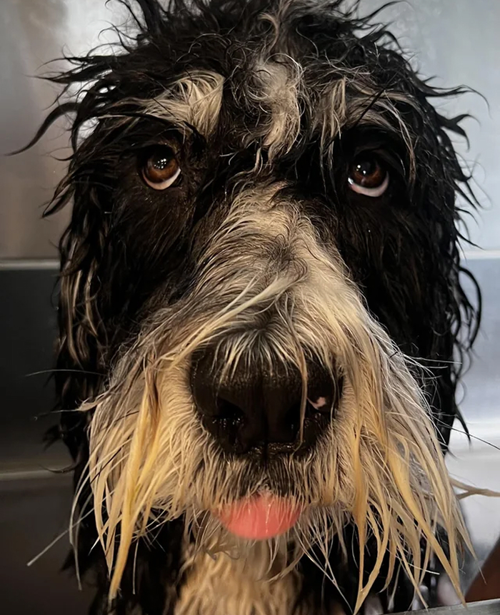 Cute-Dog-Bath-Pictures