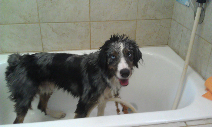 Cute-Dog-Bath-Pictures