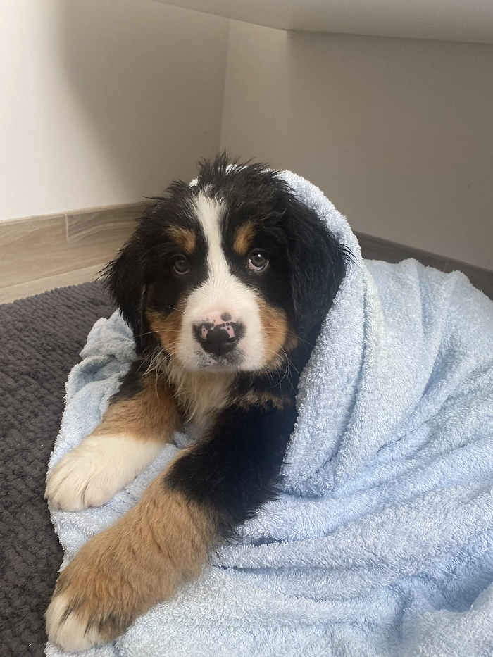 Cute-Dog-Bath-Pictures