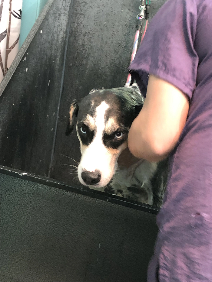 Cute-Dog-Bath-Pictures