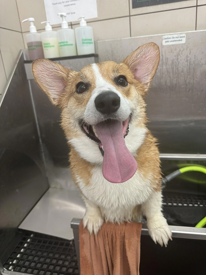 Cute-Dog-Bath-Pictures