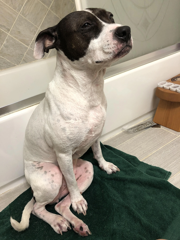 Cute-Dog-Bath-Pictures