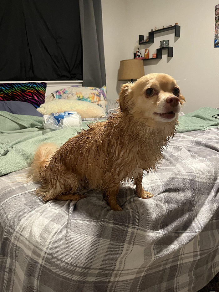 Cute-Dog-Bath-Pictures