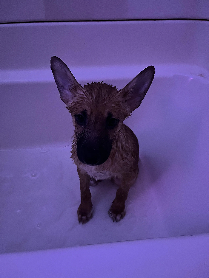 Cute-Dog-Bath-Pictures