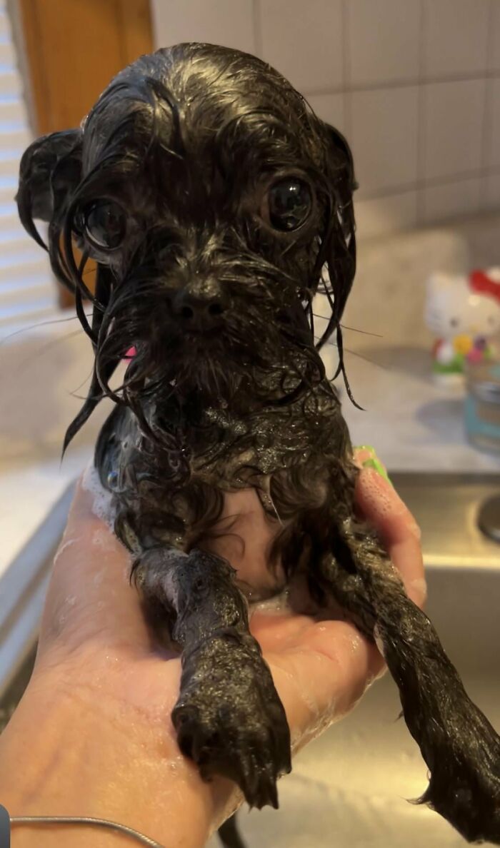 Cute-Dog-Bath-Pictures