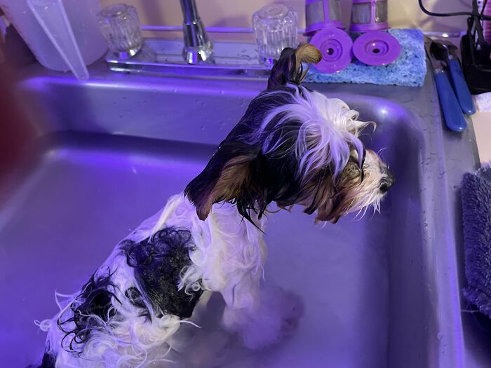 Cute-Dog-Bath-Pictures