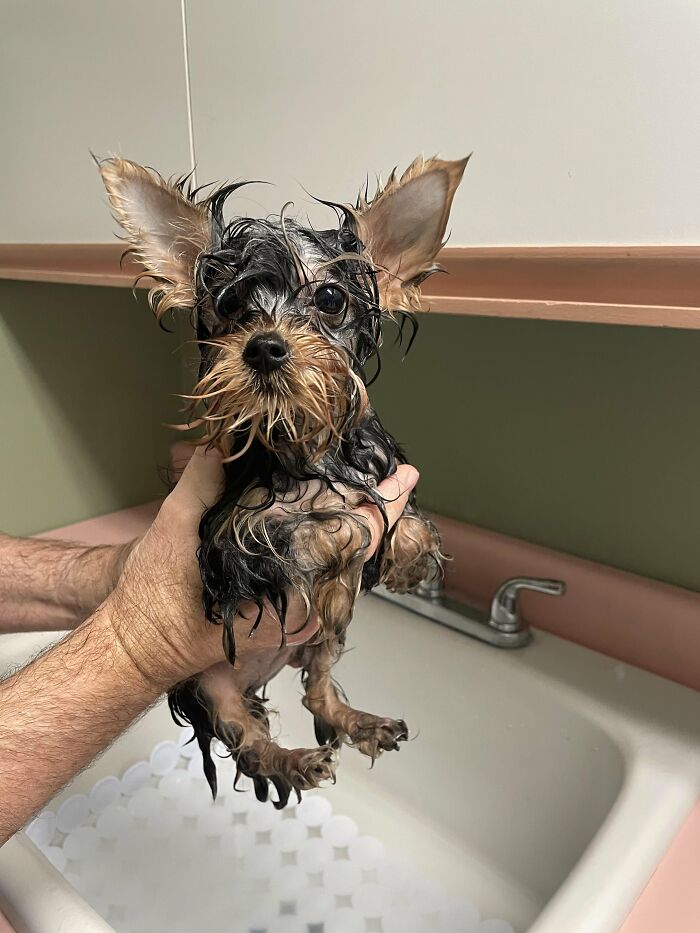 Cute-Dog-Bath-Pictures
