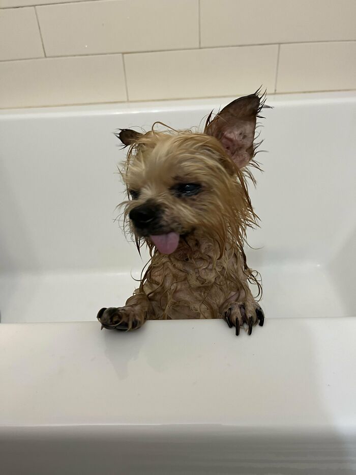 Cute-Dog-Bath-Pictures