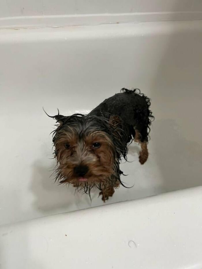 Cute-Dog-Bath-Pictures