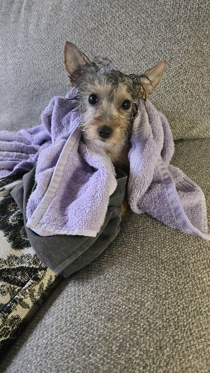 Cute-Dog-Bath-Pictures