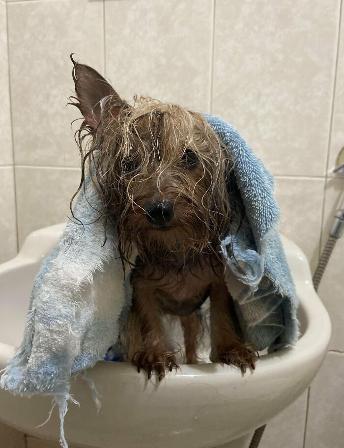 Cute-Dog-Bath-Pictures