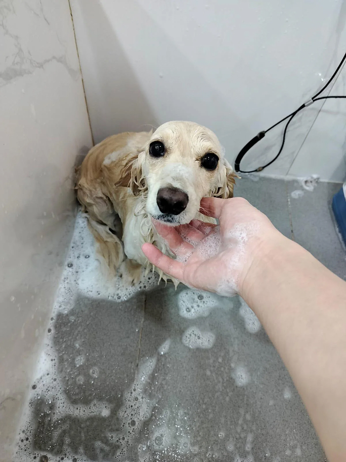 Cute-Dog-Bath-Pictures