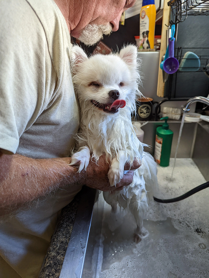 Cute-Dog-Bath-Pictures