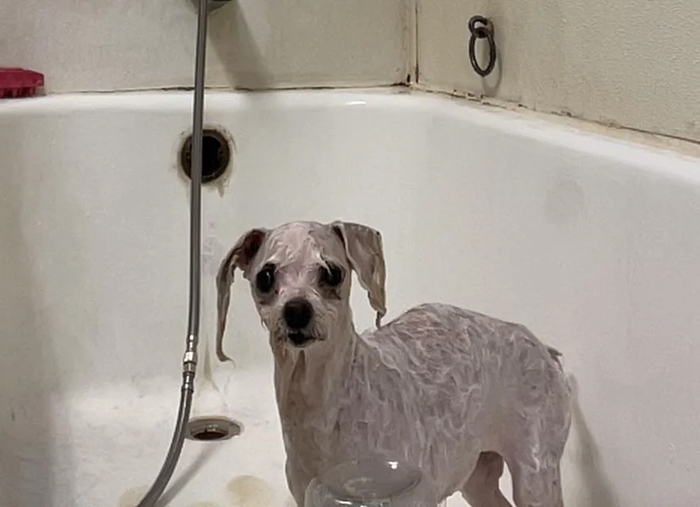 Cute-Dog-Bath-Pictures