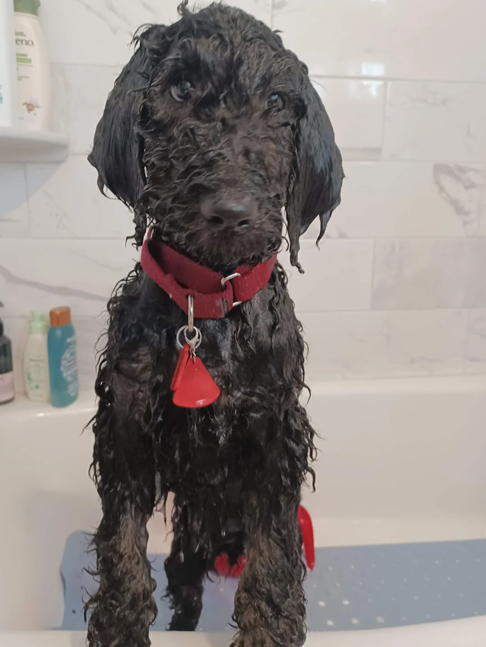 Cute-Dog-Bath-Pictures