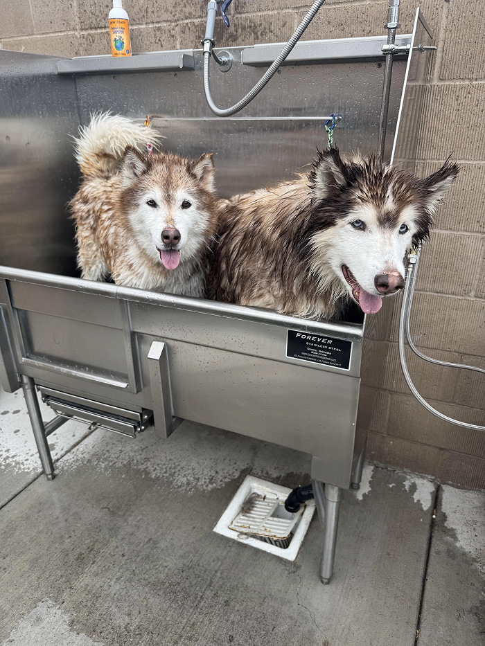 Cute-Dog-Bath-Pictures