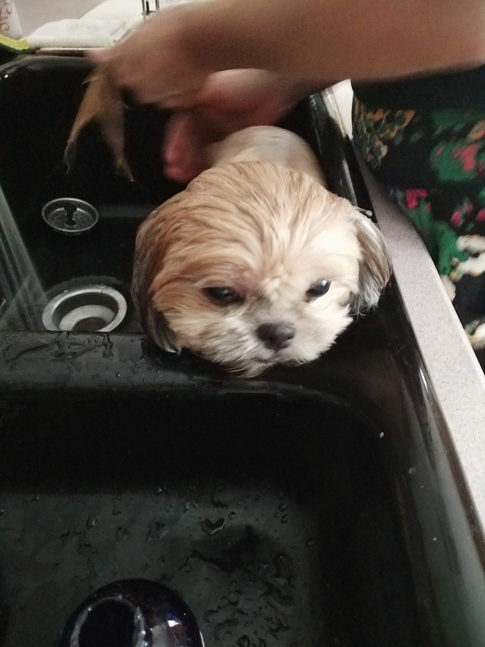 Cute-Dog-Bath-Pictures