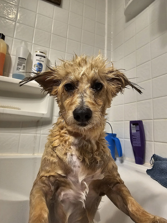 Cute-Dog-Bath-Pictures