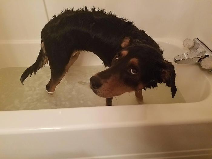 Cute-Dog-Bath-Pictures