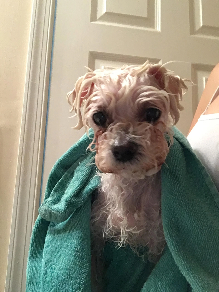 Cute-Dog-Bath-Pictures