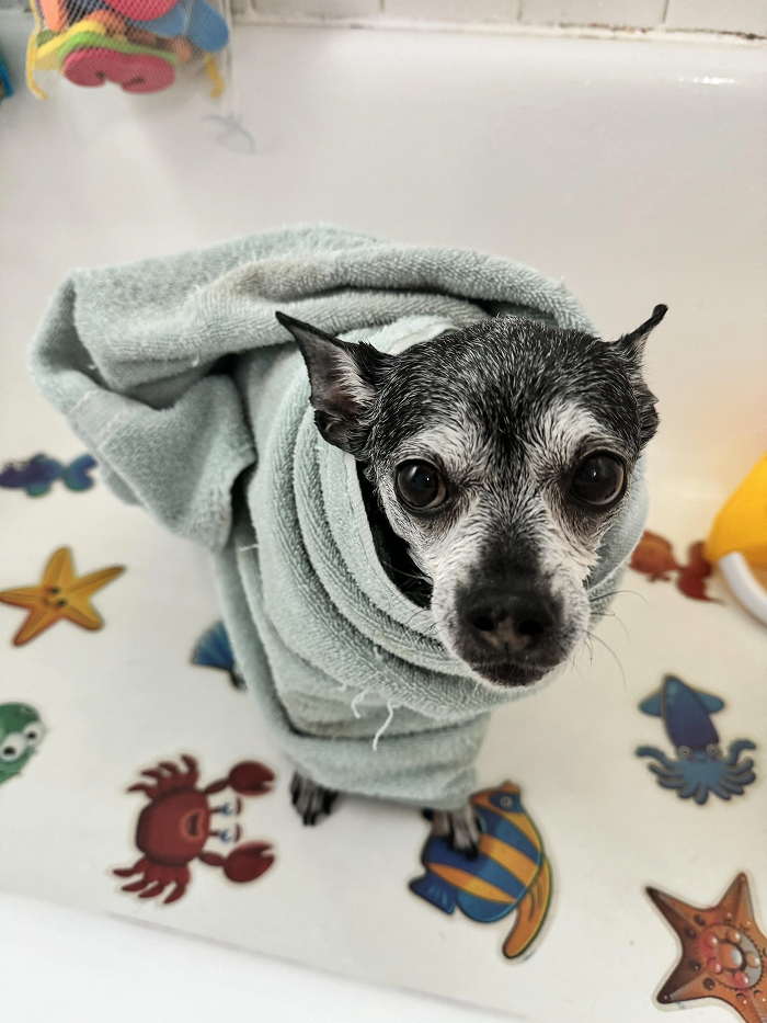 Cute-Dog-Bath-Pictures