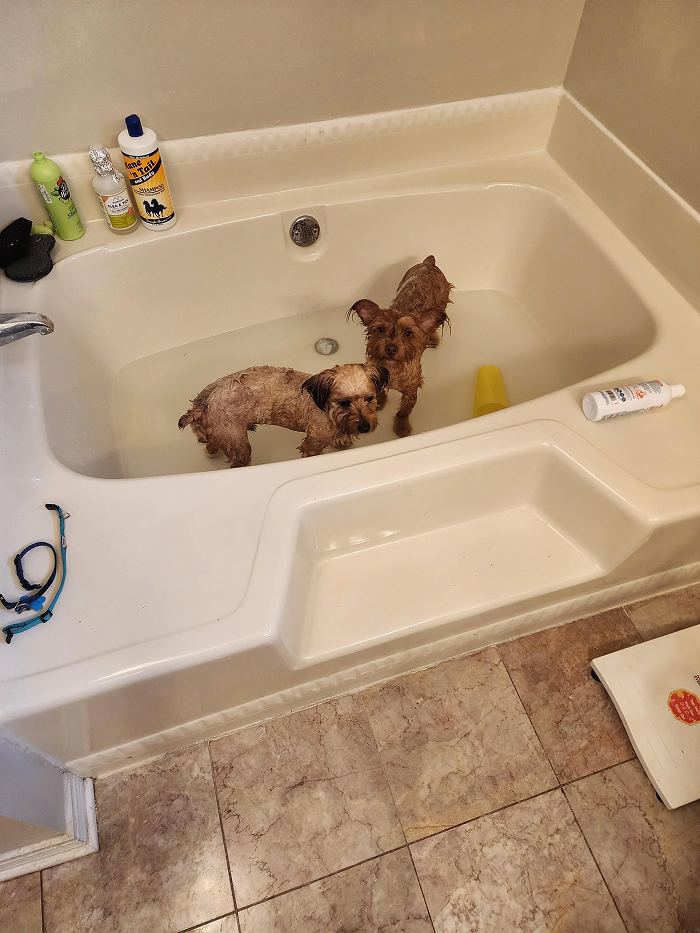 Cute-Dog-Bath-Pictures