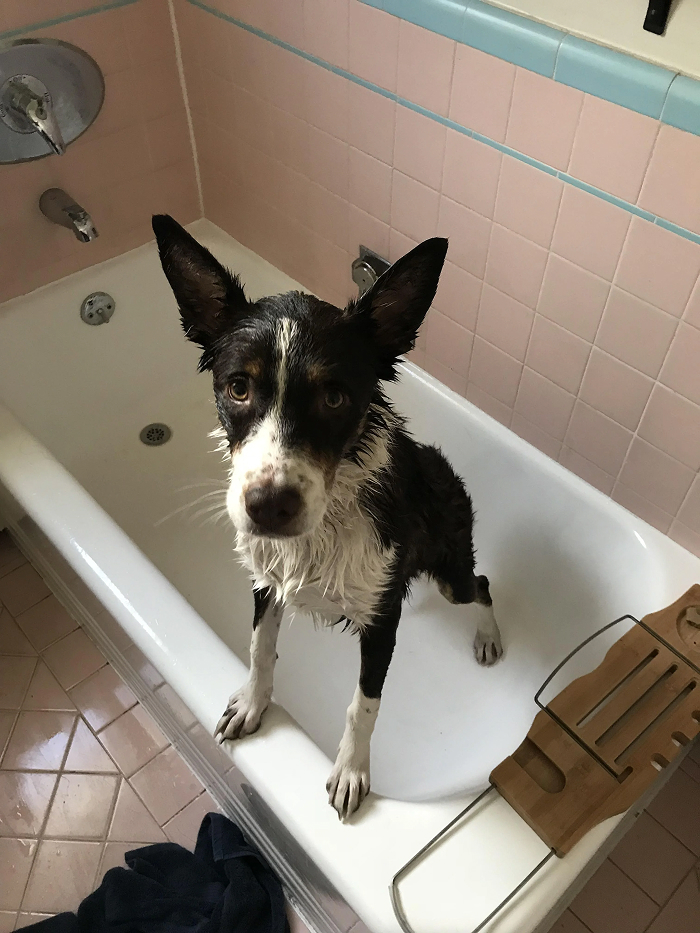 Cute-Dog-Bath-Pictures