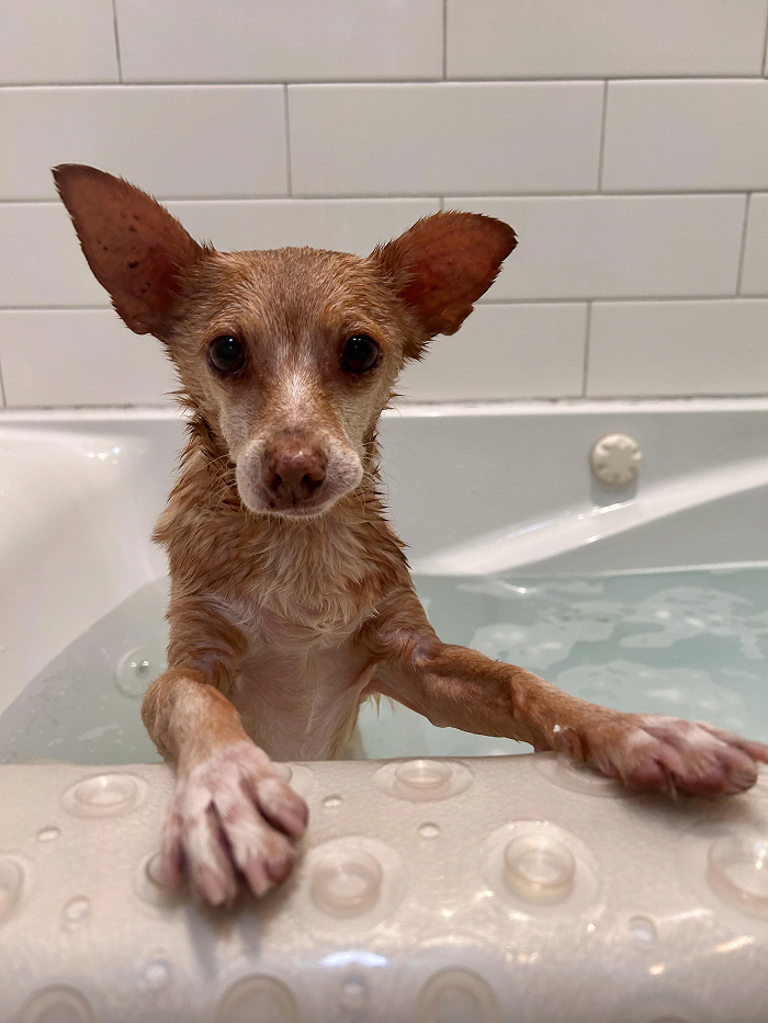 Cute-Dog-Bath-Pictures