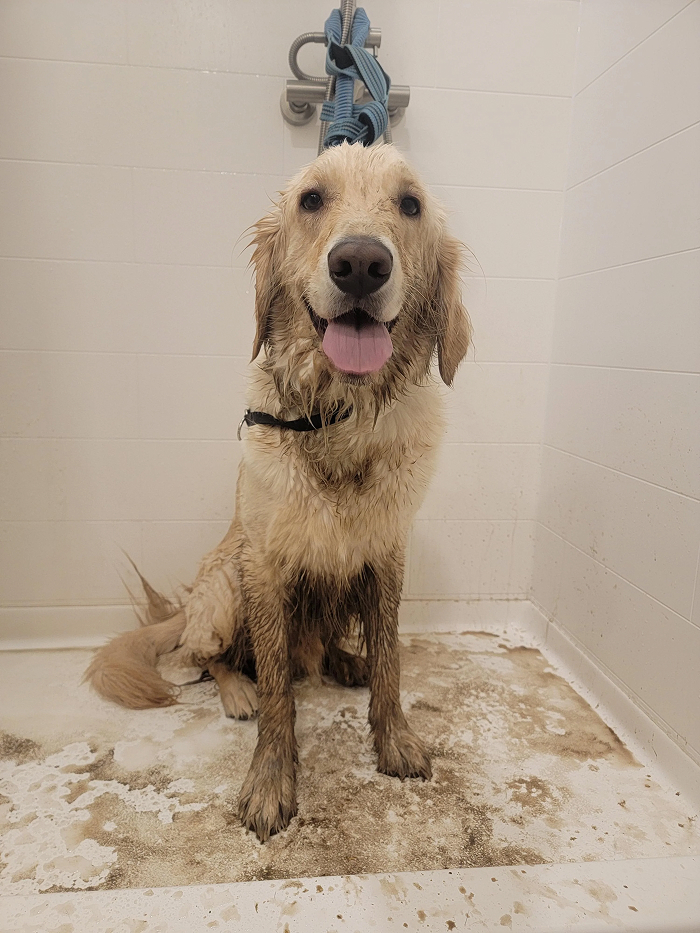 Cute-Dog-Bath-Pictures